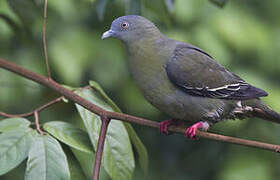 Little Green Pigeon