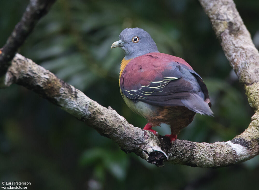 Little Green Pigeon