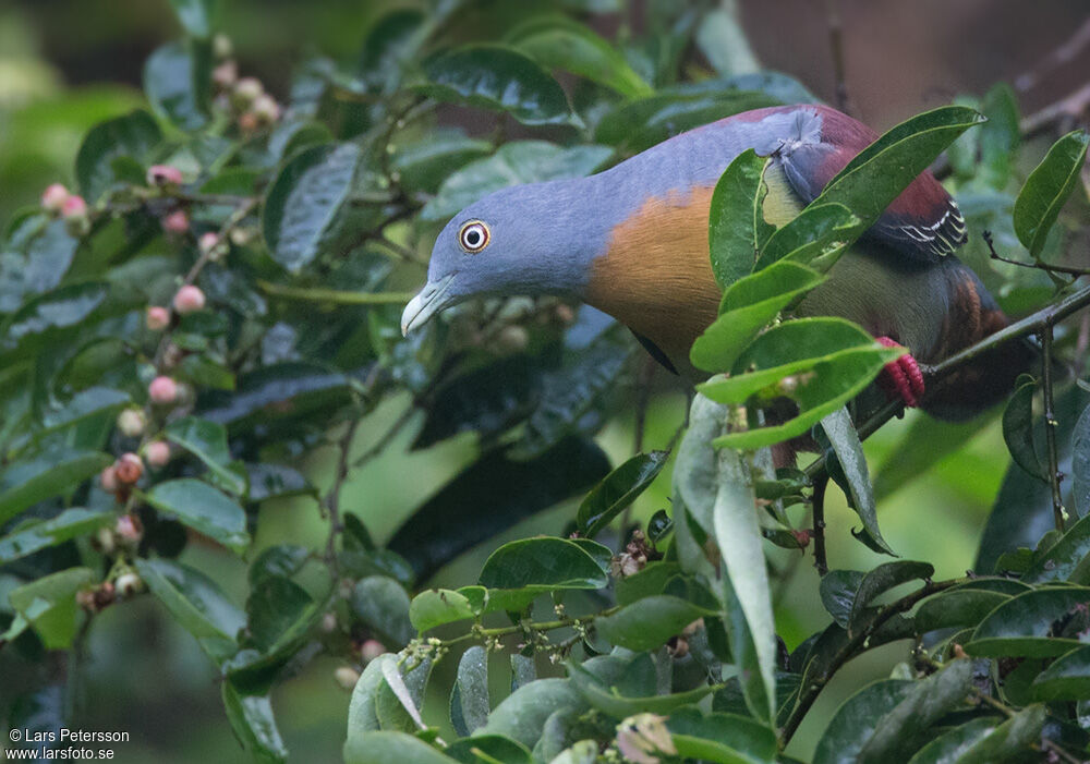 Little Green Pigeon