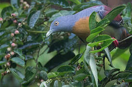 Little Green Pigeon