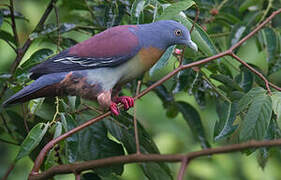 Little Green Pigeon