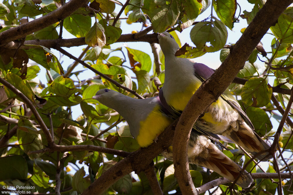 Bruce's Green Pigeon