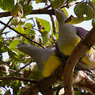 Colombar waalia
