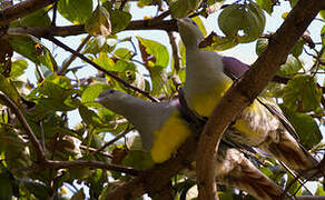 Bruce's Green Pigeon