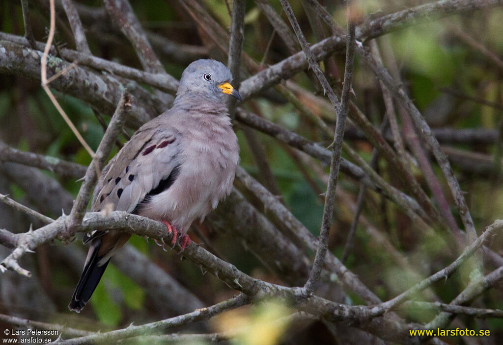 Croaking Ground Dove