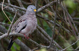 Croaking Ground Dove