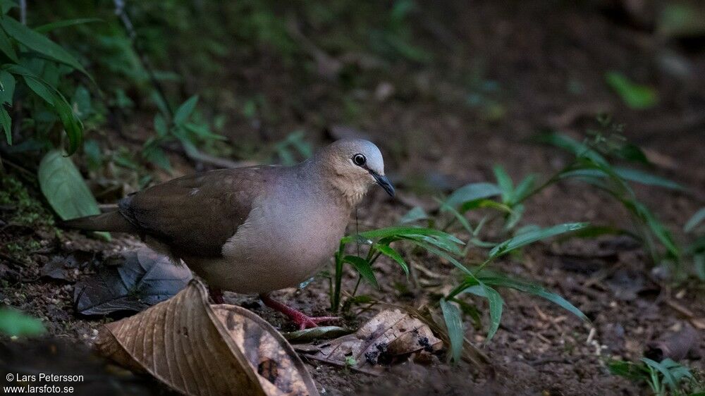 Grey-fronted Dove