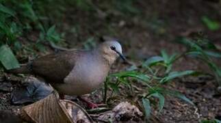 Grey-fronted Dove