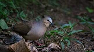 Grey-fronted Dove