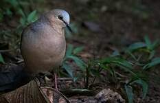 Colombe à front gris