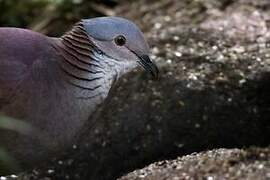 White-throated Quail-Dove