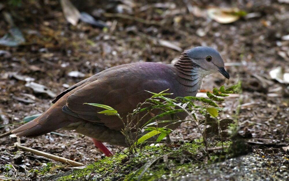 White-throated Quail-Dove