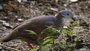 White-throated Quail-Dove