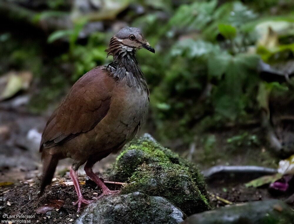 White-throated Quail-Dove