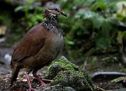 White-throated Quail-Dove