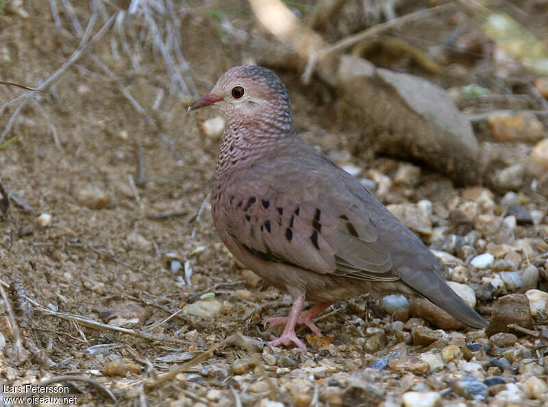 Common Ground Dove male adult, identification