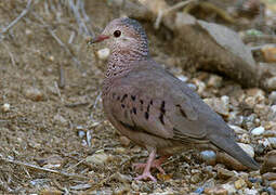 Common Ground Dove