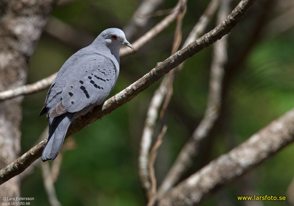 Blue Ground Dove