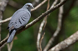 Blue Ground Dove