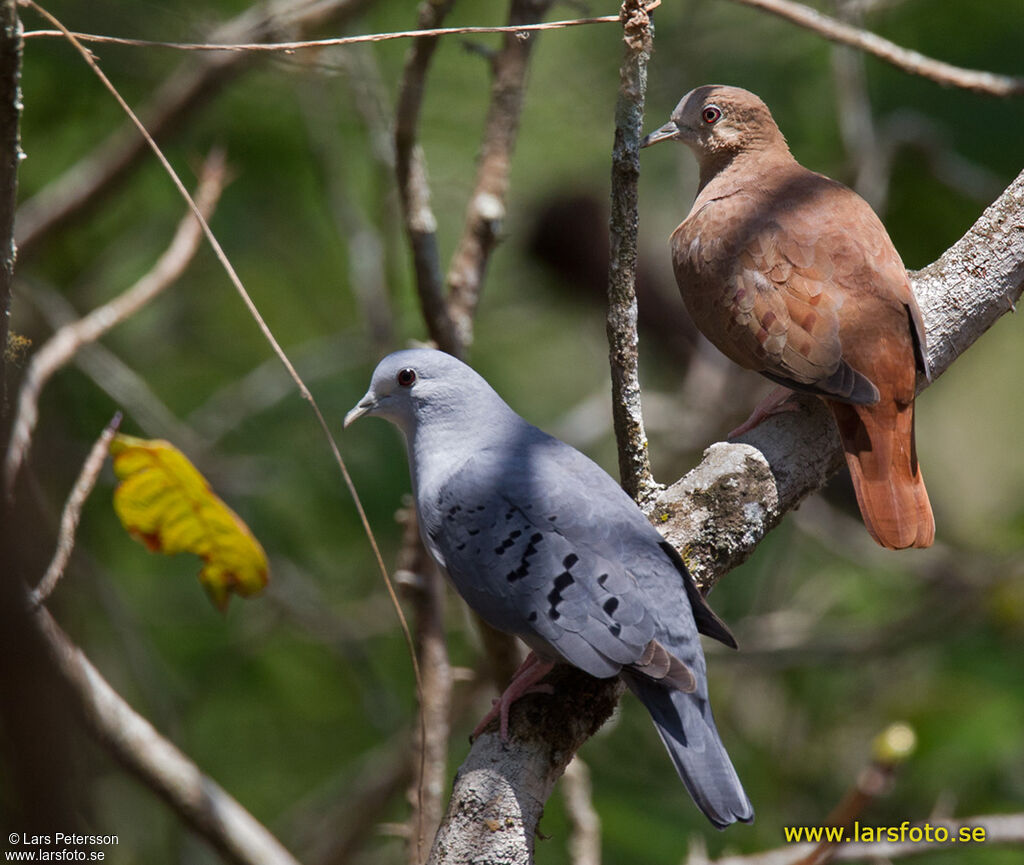 Blue Ground Dove