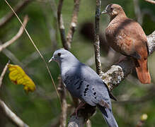 Blue Ground Dove