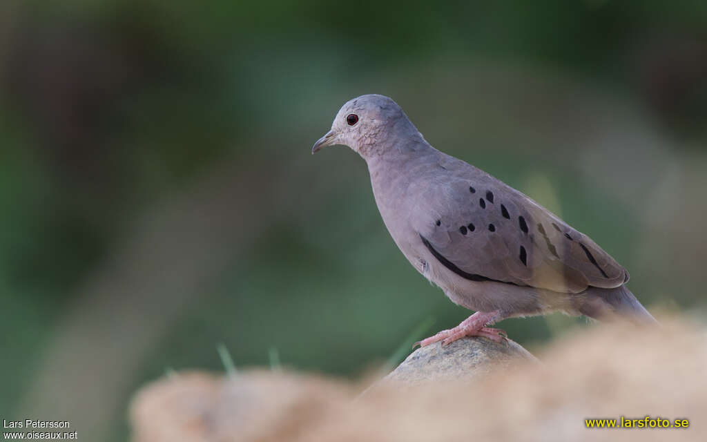 Colombe de Buckley, identification