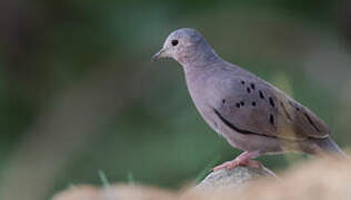 Ecuadorian Ground Dove