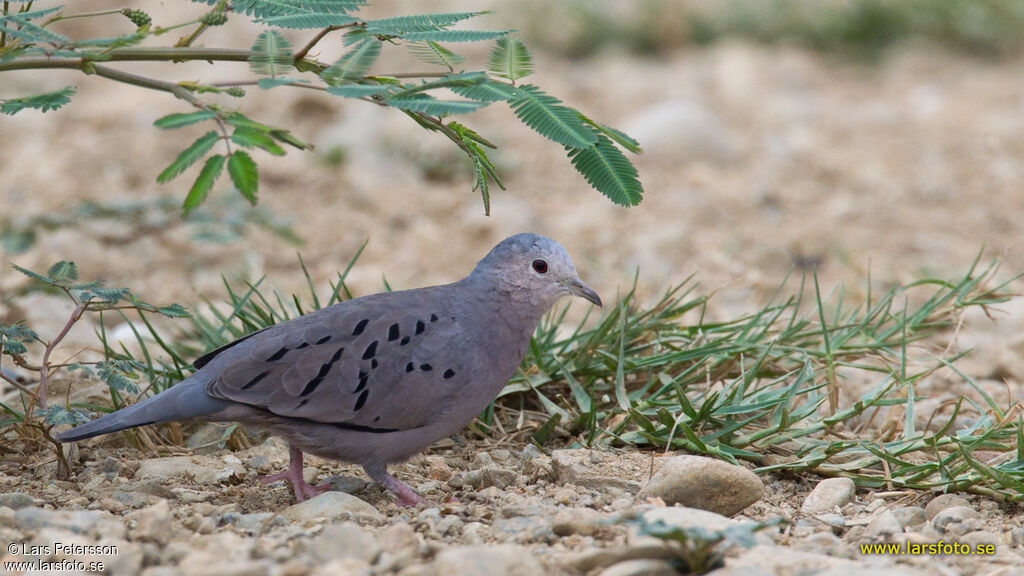 Ecuadorian Ground Dove