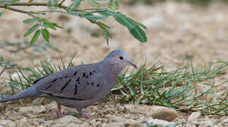 Ecuadorian Ground Dove