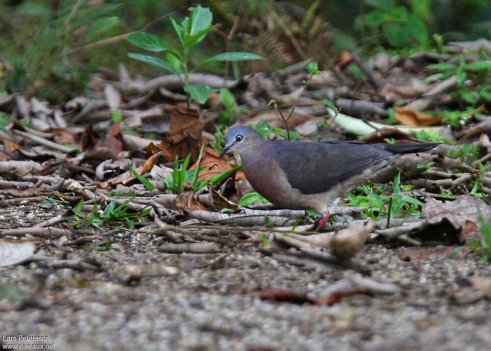 Tolima Dove