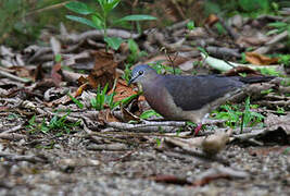 Tolima Dove