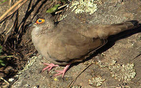 Moreno's Ground Dove