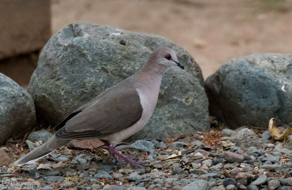 Colombe de Verreauxadulte, identification