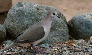 White-tipped Dove