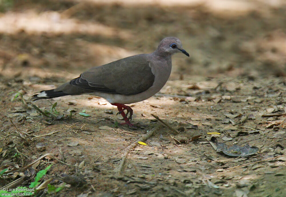 White-tipped Dove