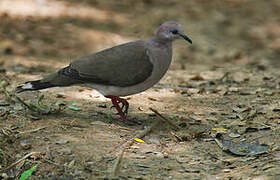 White-tipped Dove