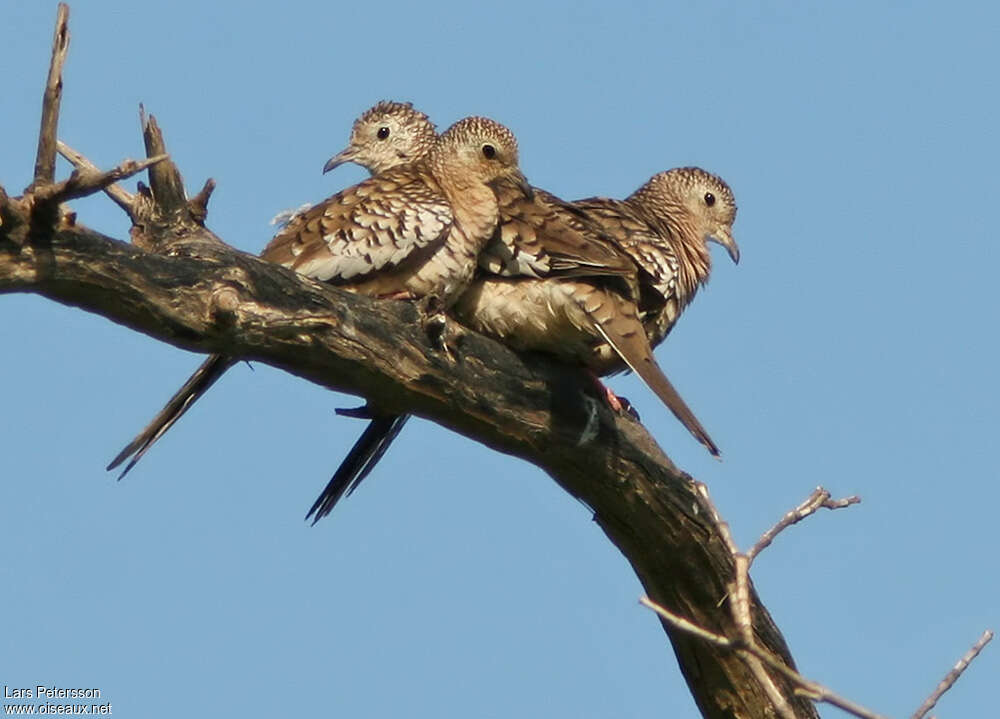 Scaled Dove, Behaviour