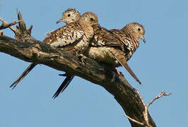 Scaled Dove