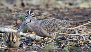 Inca Dove