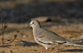 Picui Ground Dove