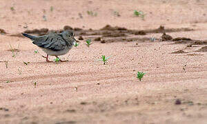 Plain-breasted Ground Dove