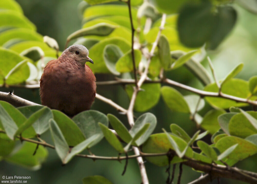 Ruddy Ground Dove