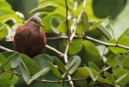 Ruddy Ground Dove