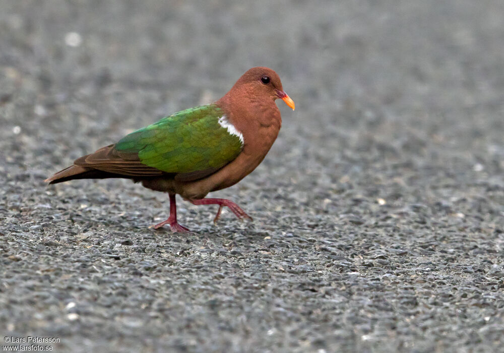 Pacific Emerald Dove