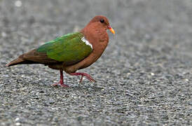 Pacific Emerald Dove