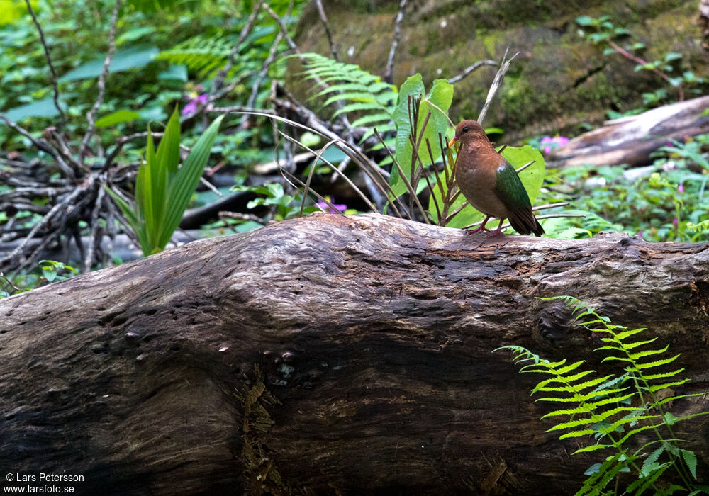 Pacific Emerald Dove