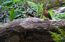 Pacific Emerald Dove