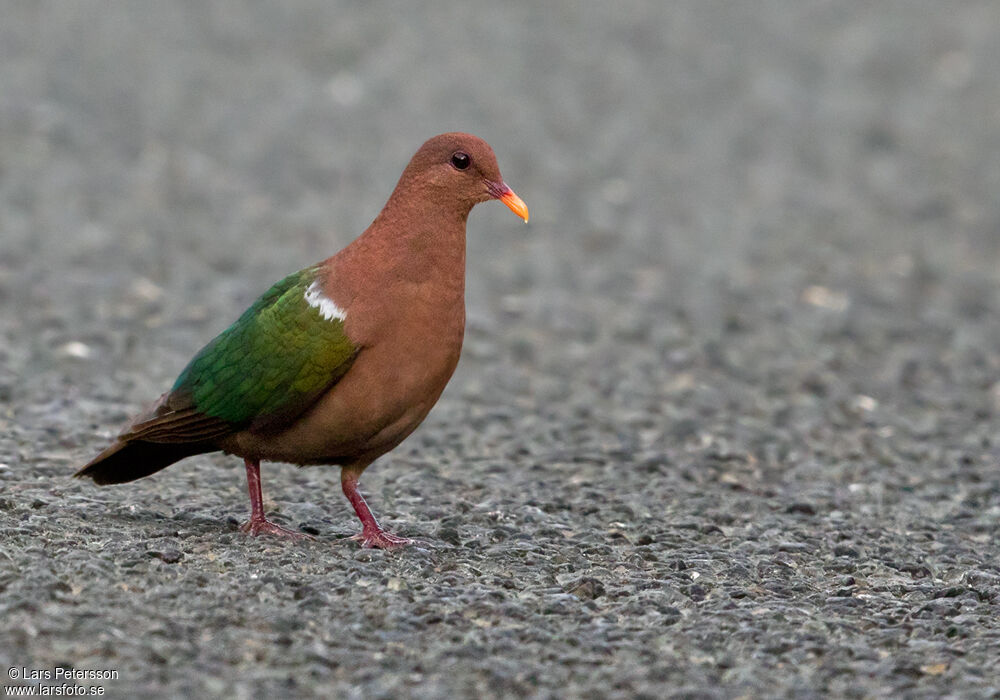 Pacific Emerald Dove