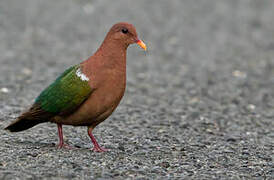 Pacific Emerald Dove