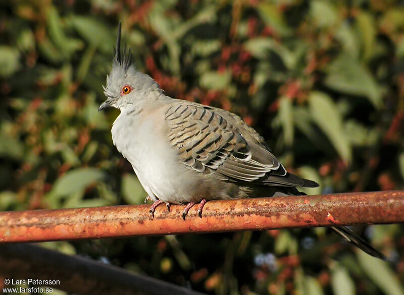 Crested Pigeon